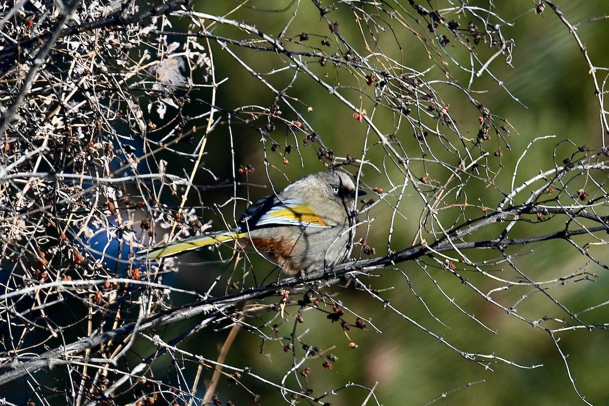 Elliot's Laughingthrush - ML522164101