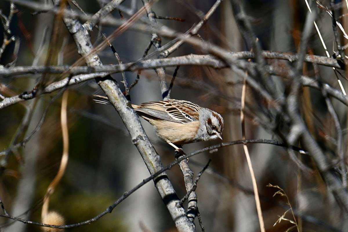 Godlewski's Bunting - ML522164861