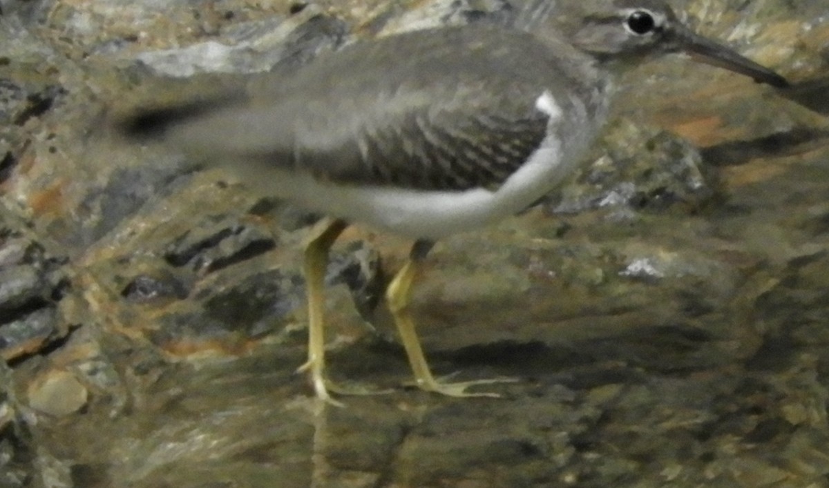 Spotted Sandpiper - ML522165611