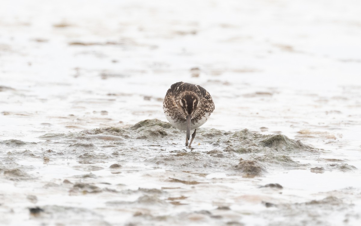 Broad-billed Sandpiper - ML522166051