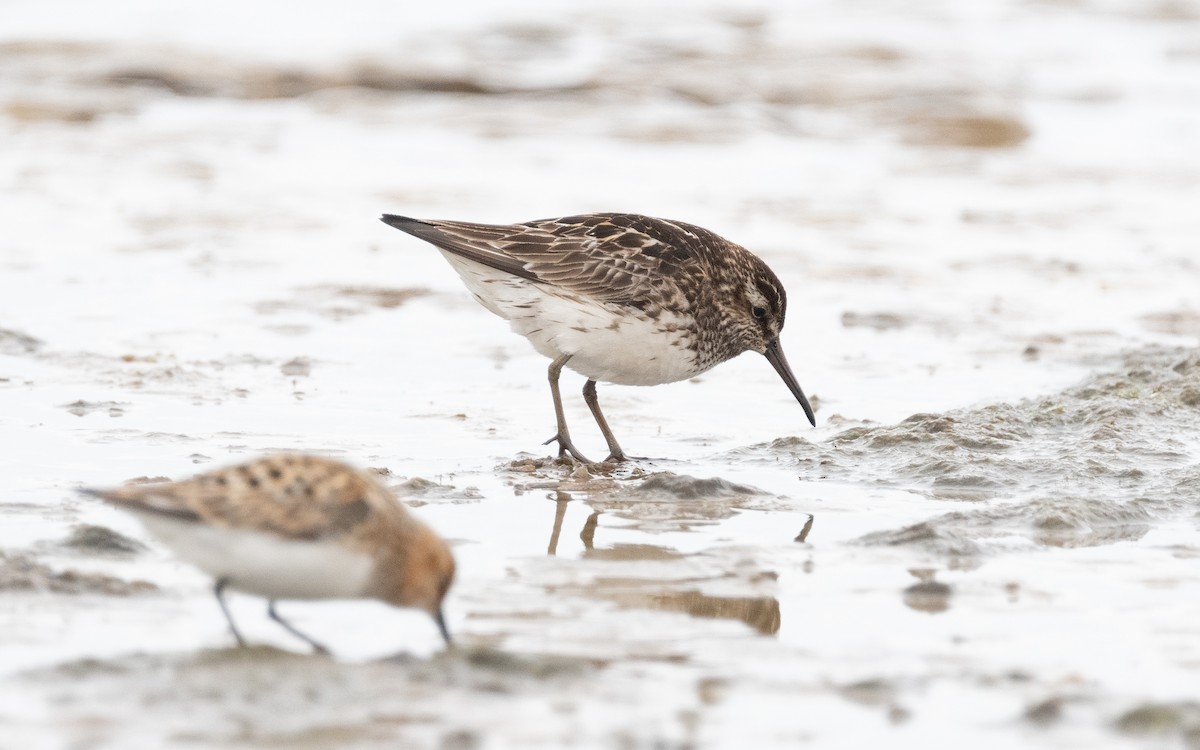 Broad-billed Sandpiper - ML522166061