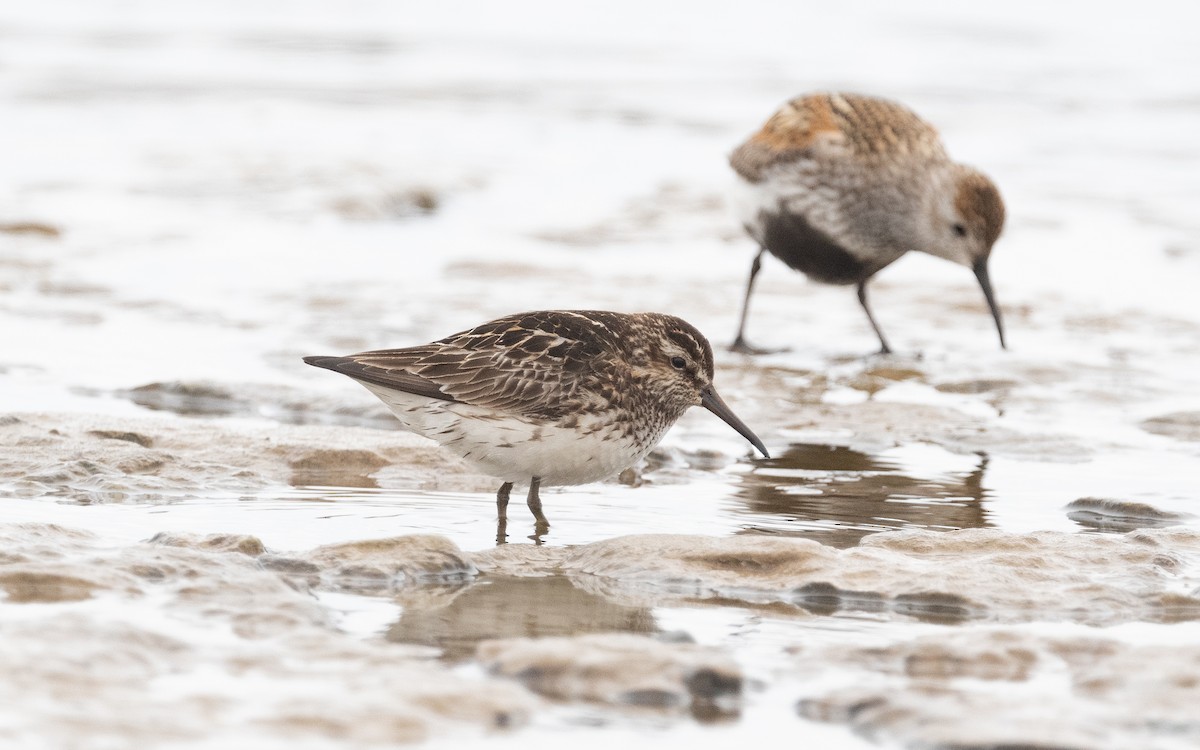 Broad-billed Sandpiper - ML522166071