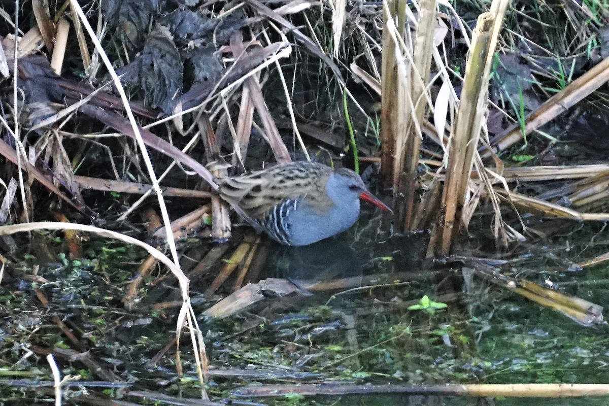 Water Rail - Anonymous