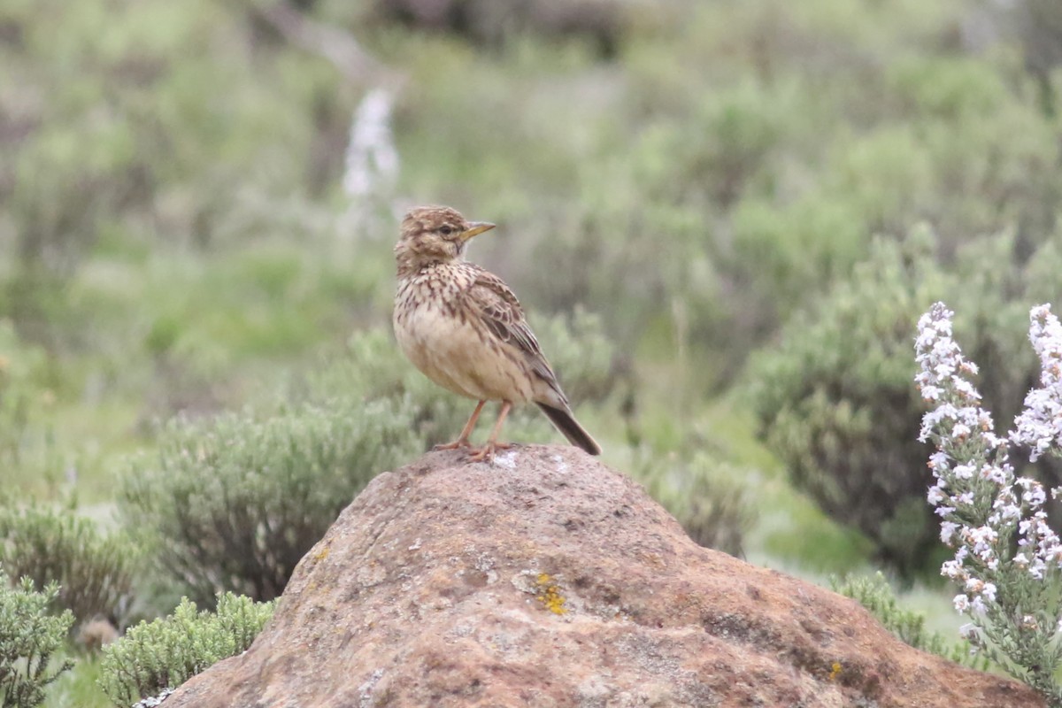 Large-billed Lark - ML522169021