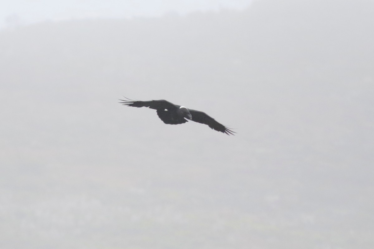 White-necked Raven - ML522169111