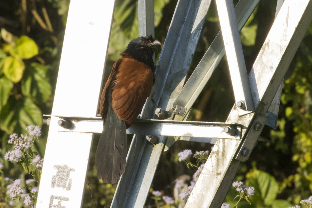 Greater Coucal - ML522169511