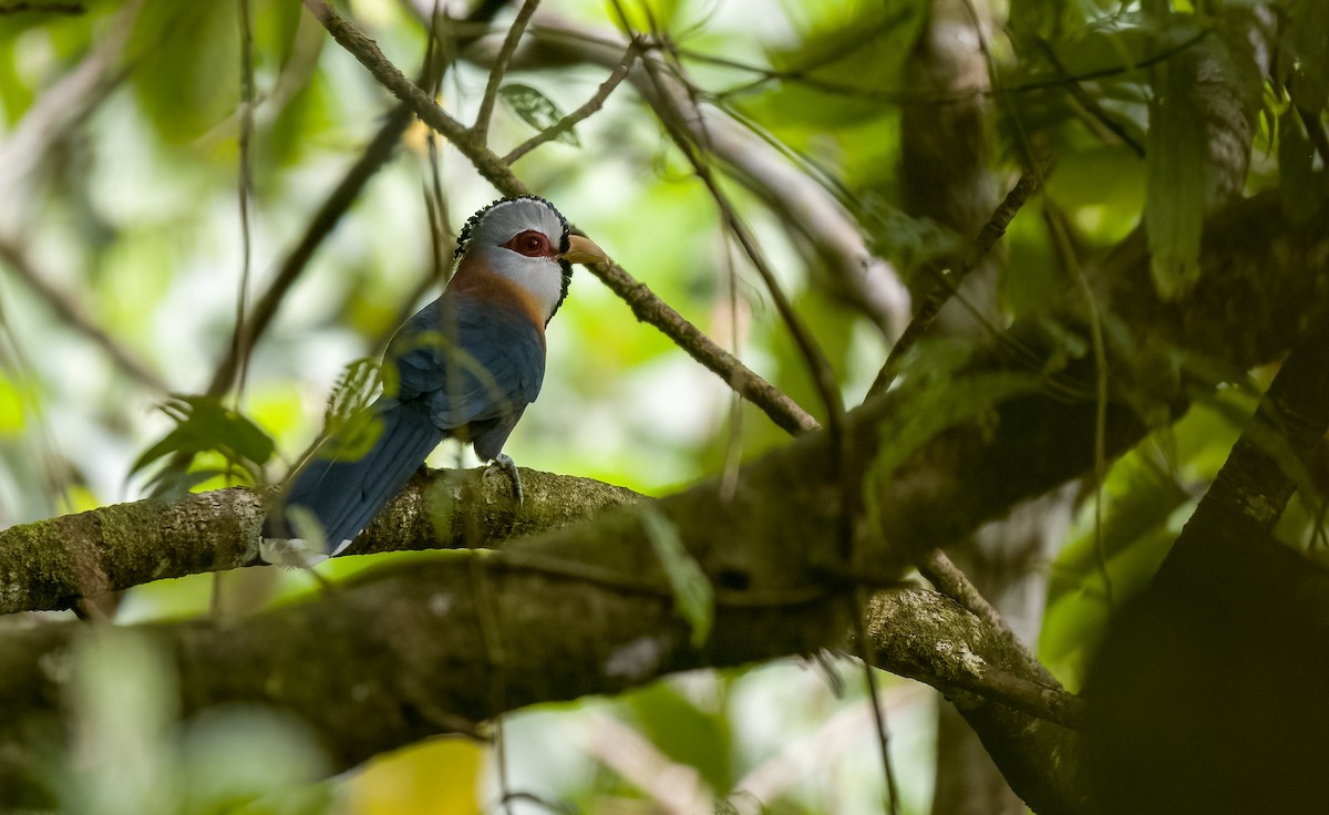 Scale-feathered Malkoha - Forest Botial-Jarvis