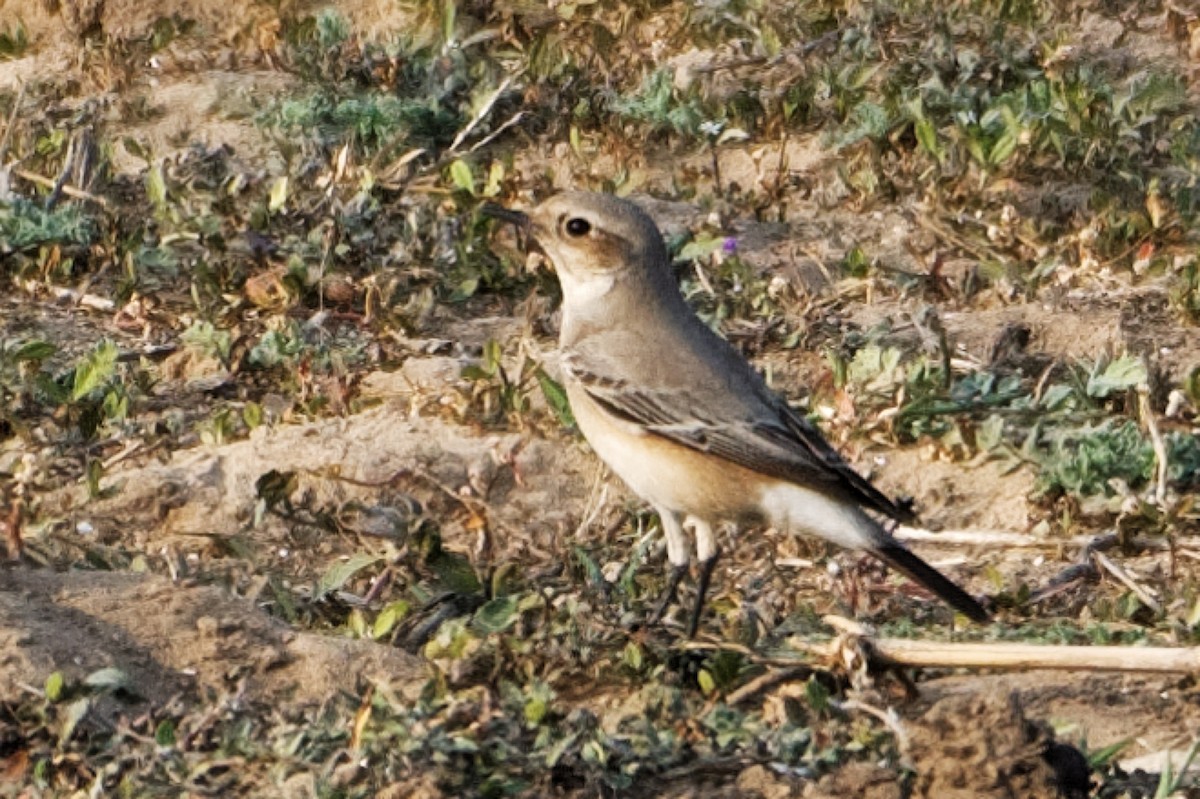 Desert Wheatear - ML522171651