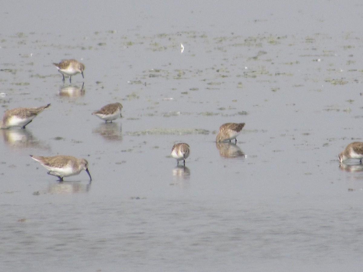 Curlew Sandpiper - ML522171791