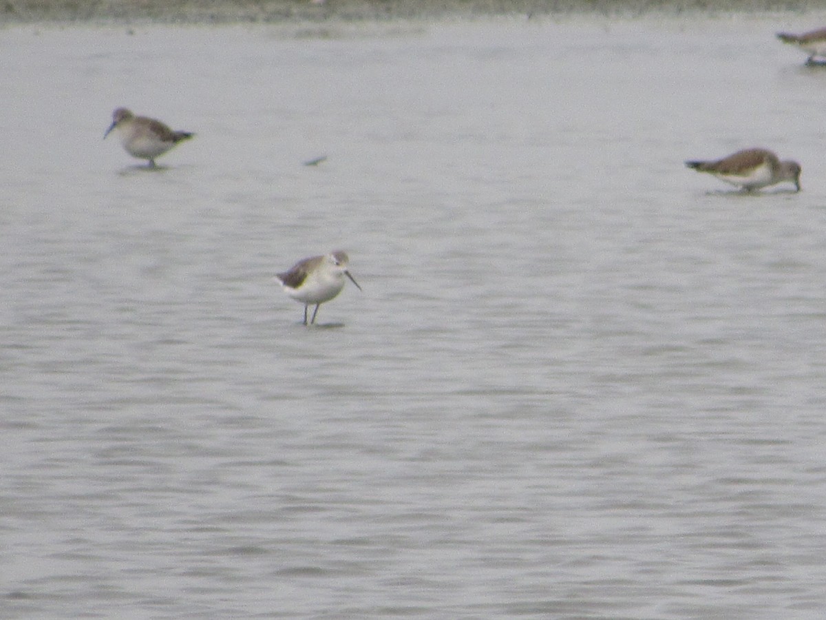 Marsh Sandpiper - Mike Ball