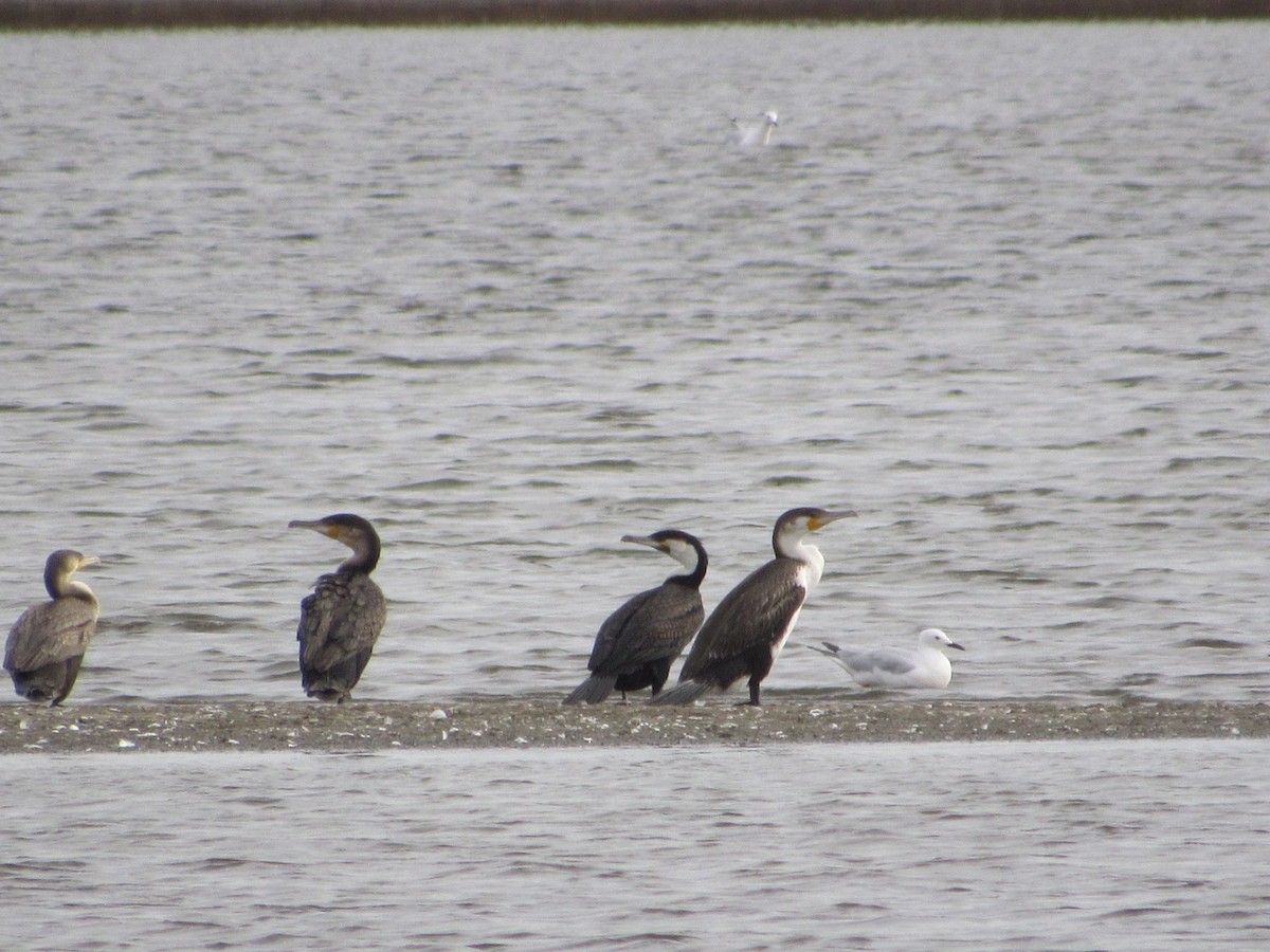 Great Cormorant (White-breasted) - ML522172831