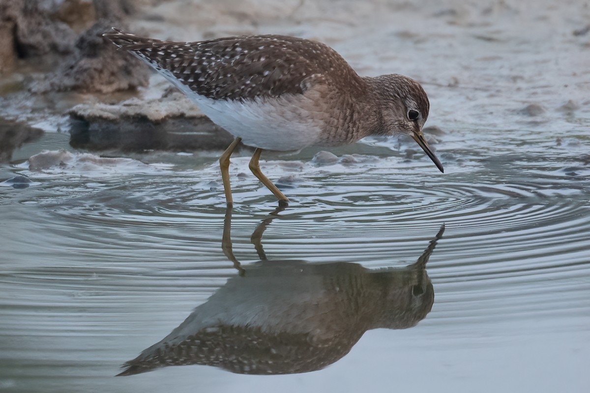 Wood Sandpiper - Saswat Mishra