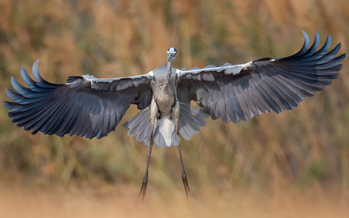 Gray Heron - ML522173701