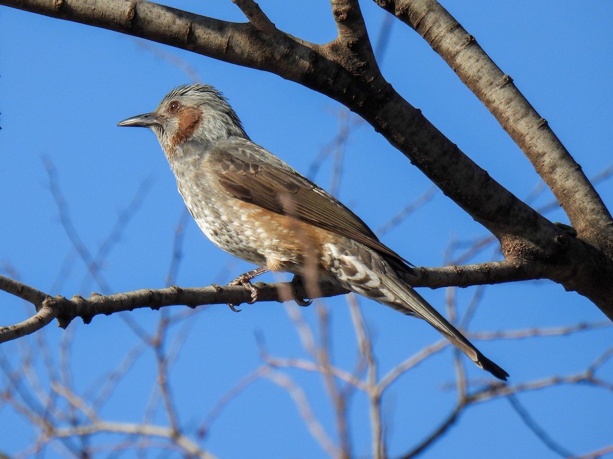 Brown-eared Bulbul - ML522173781