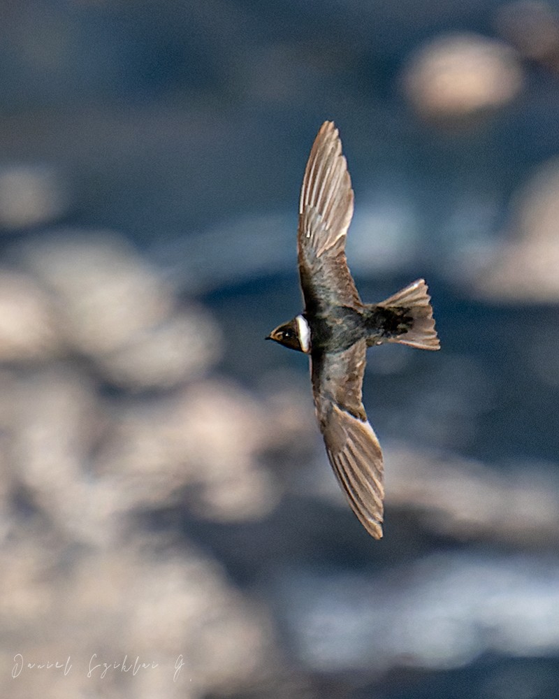 White-collared Swift - Daniel Sziklai