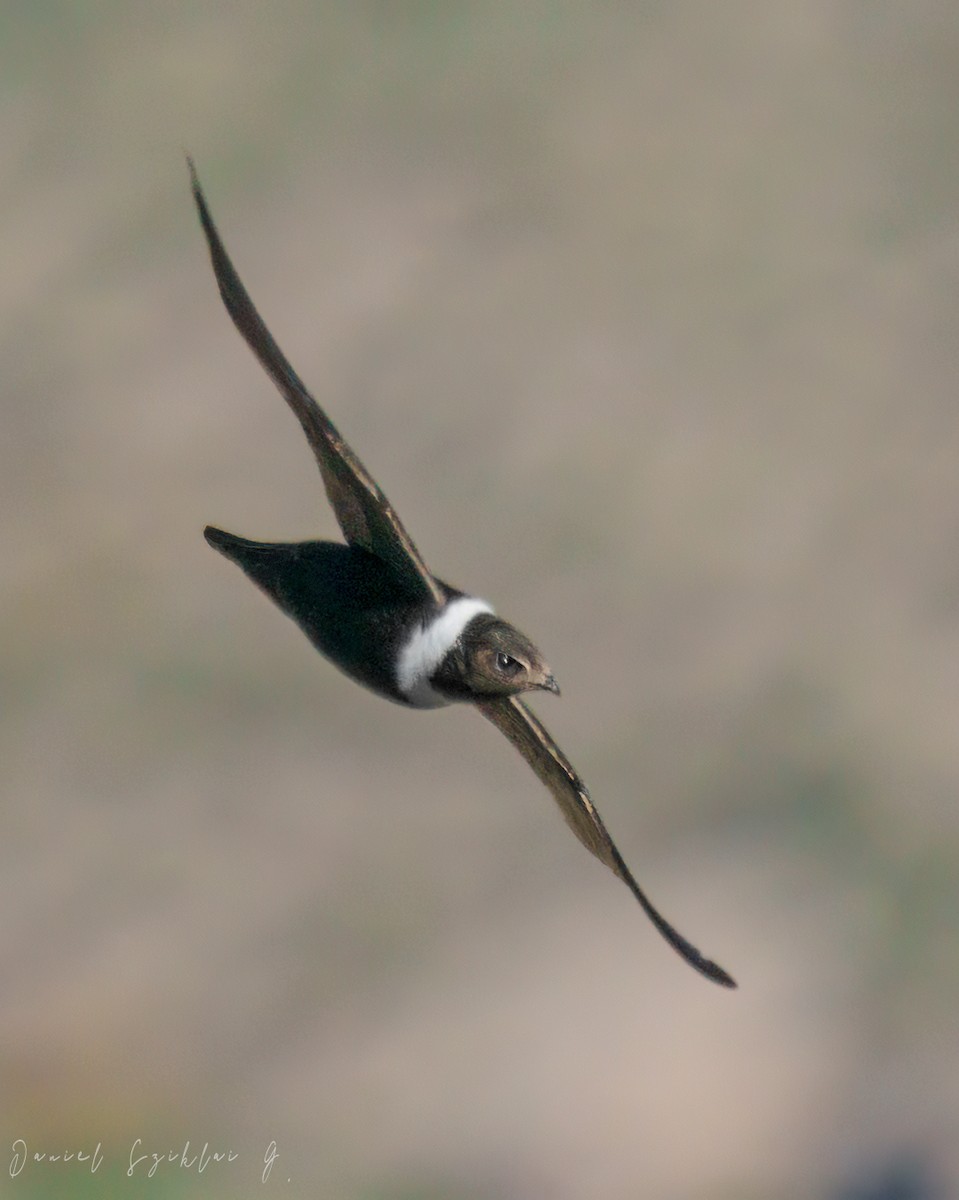 White-collared Swift - Daniel Sziklai