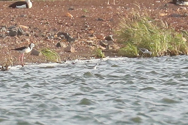 Red-necked Phalarope - Peter Kyne