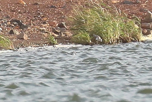 Red-necked Phalarope - ML522174831