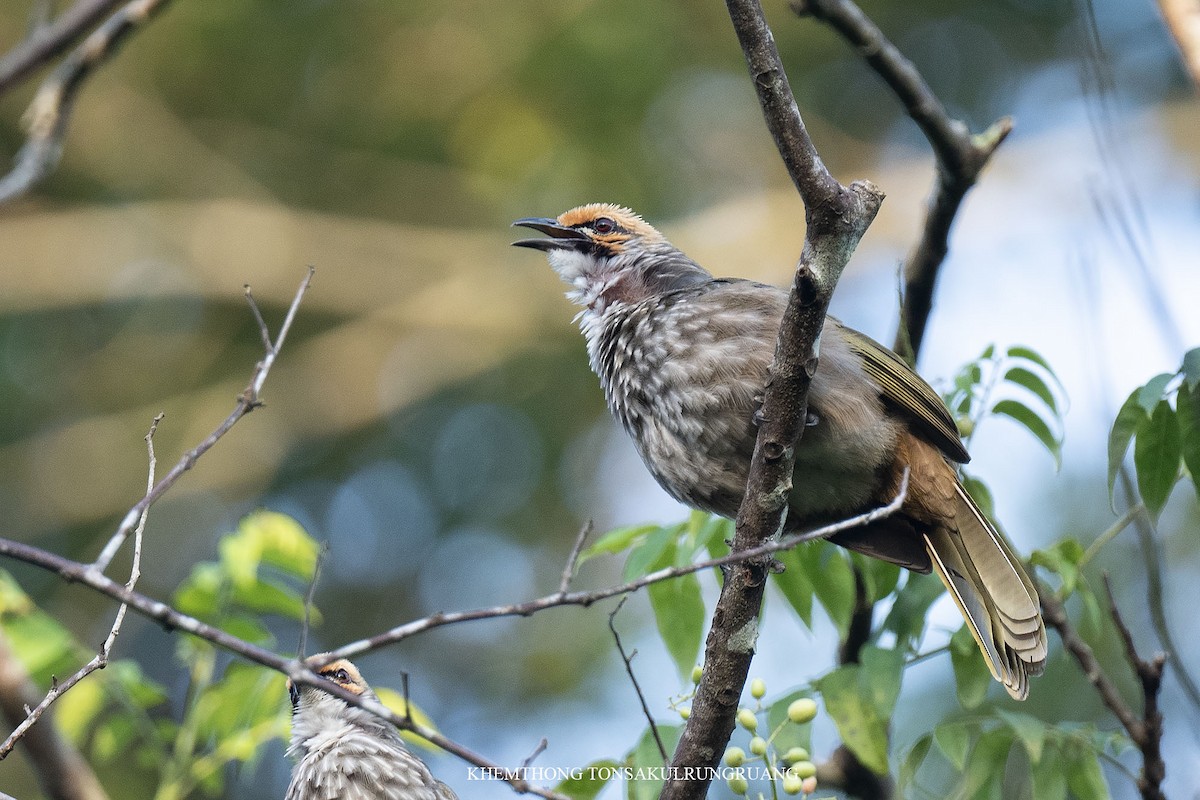 Straw-headed Bulbul - ML522175941