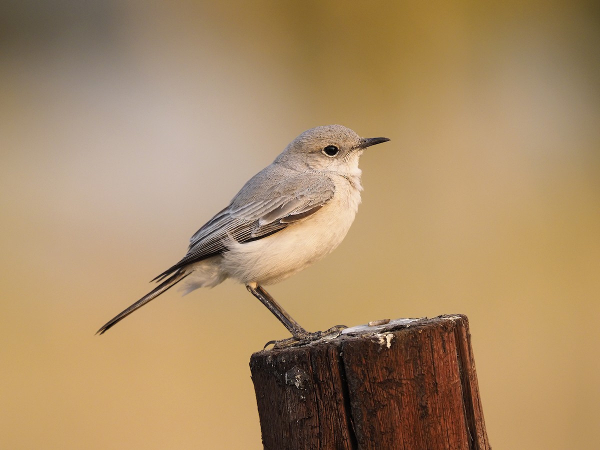 Karoo Chat - Manolo Arribas