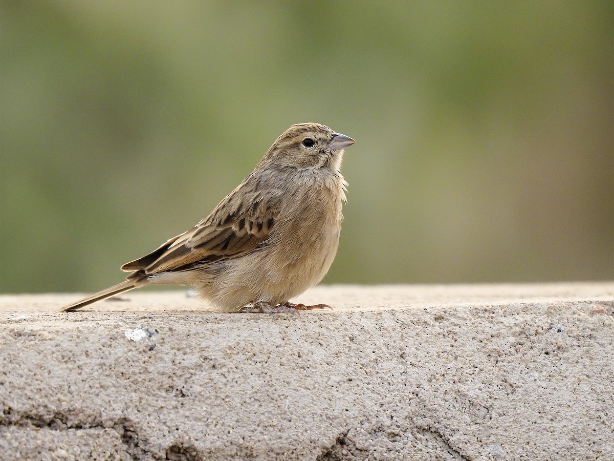 Lark-like Bunting - ML522177381