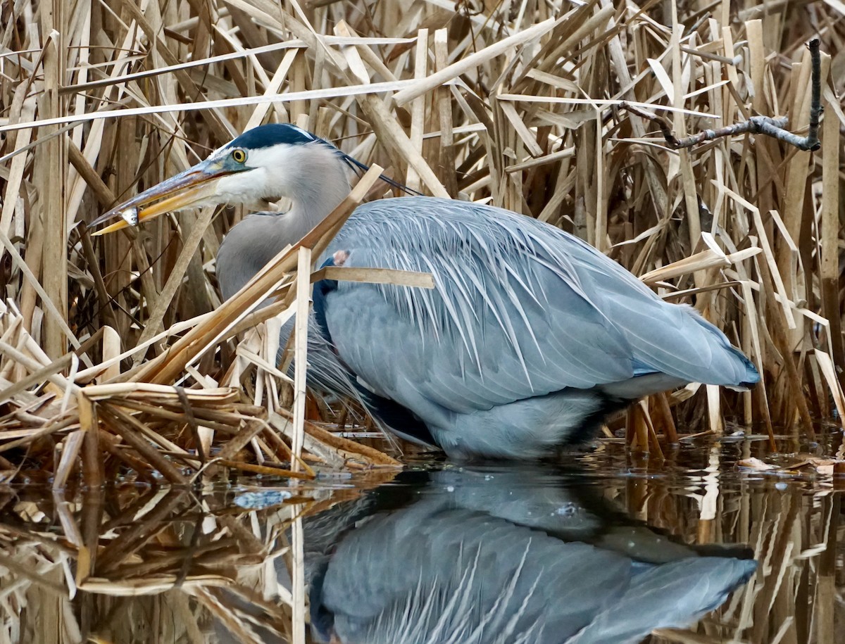 Great Blue Heron - Laura Sisitzky