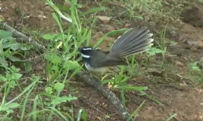 Spot-breasted Fantail - Josep del Hoyo