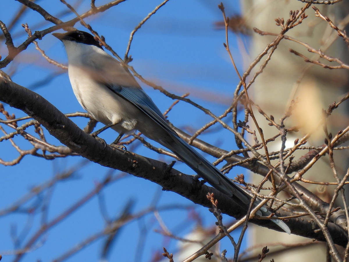 Azure-winged Magpie (Japanese) - ML522178981