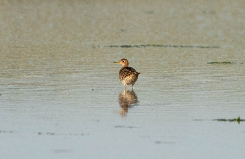 Upland Sandpiper - ML522179841