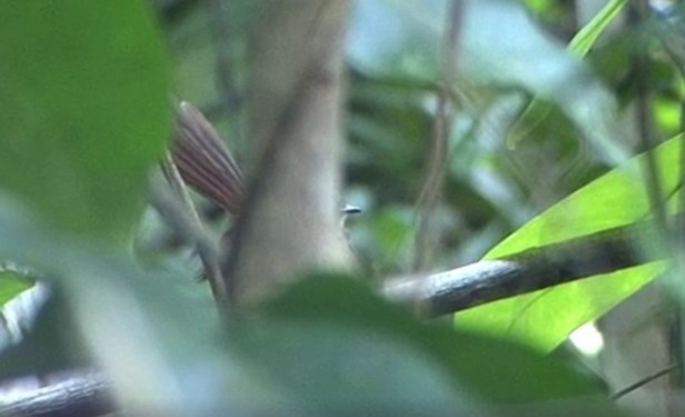 Long-tailed Fantail - ML522180011