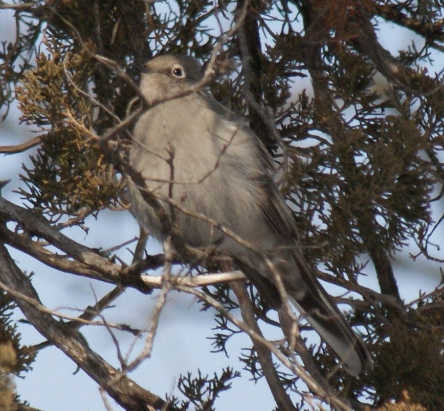 Townsend's Solitaire - ML52218051