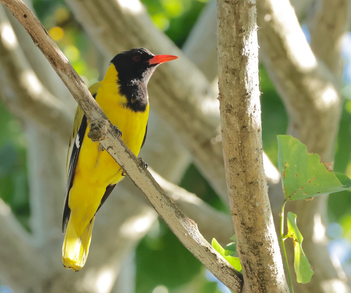 African Black-headed Oriole - ML522181001