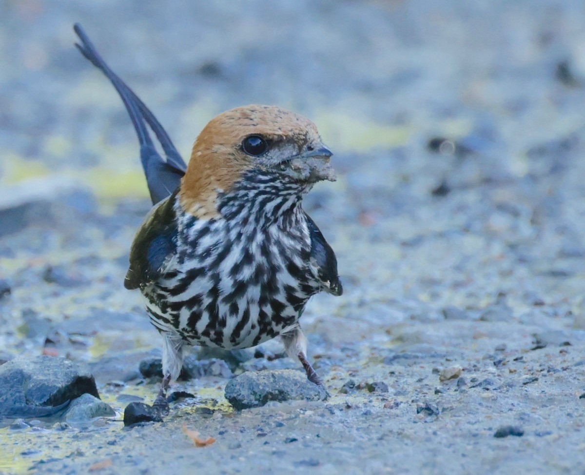 Lesser Striped Swallow - ML522181071