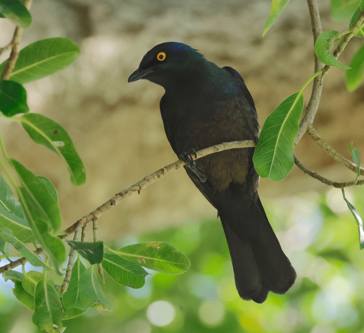 Black-bellied Starling - ML522181091