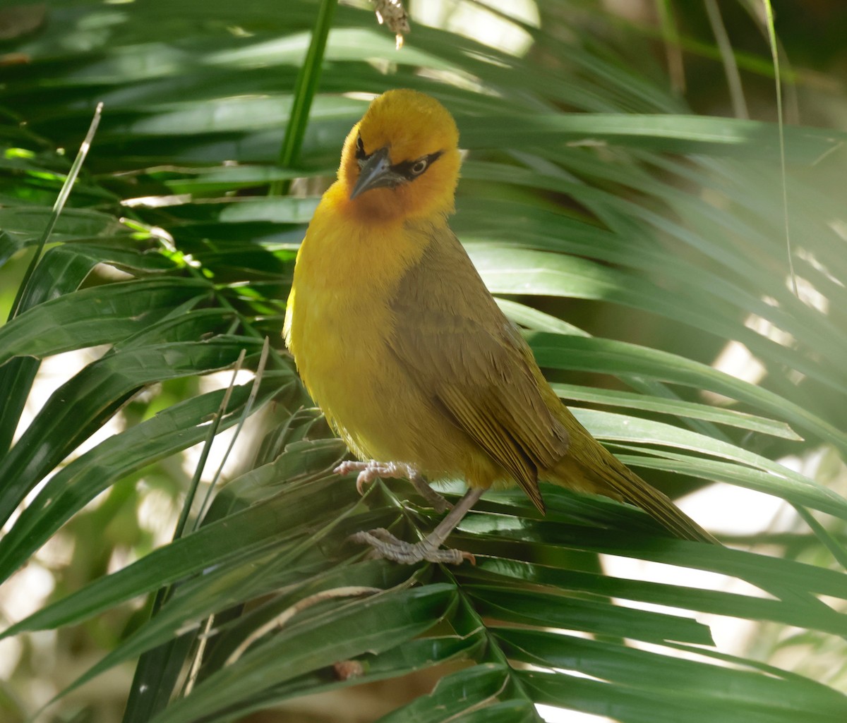 Spectacled Weaver - ML522181111