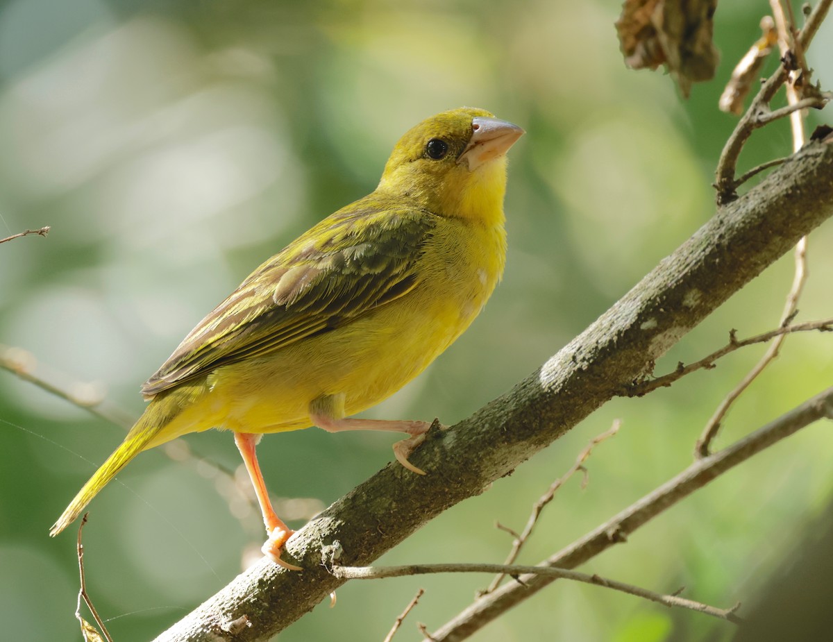 African Golden-Weaver - ML522181131