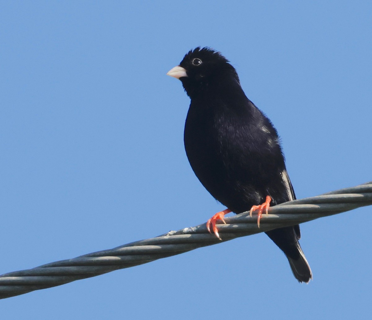 Variable Indigobird - ML522181151