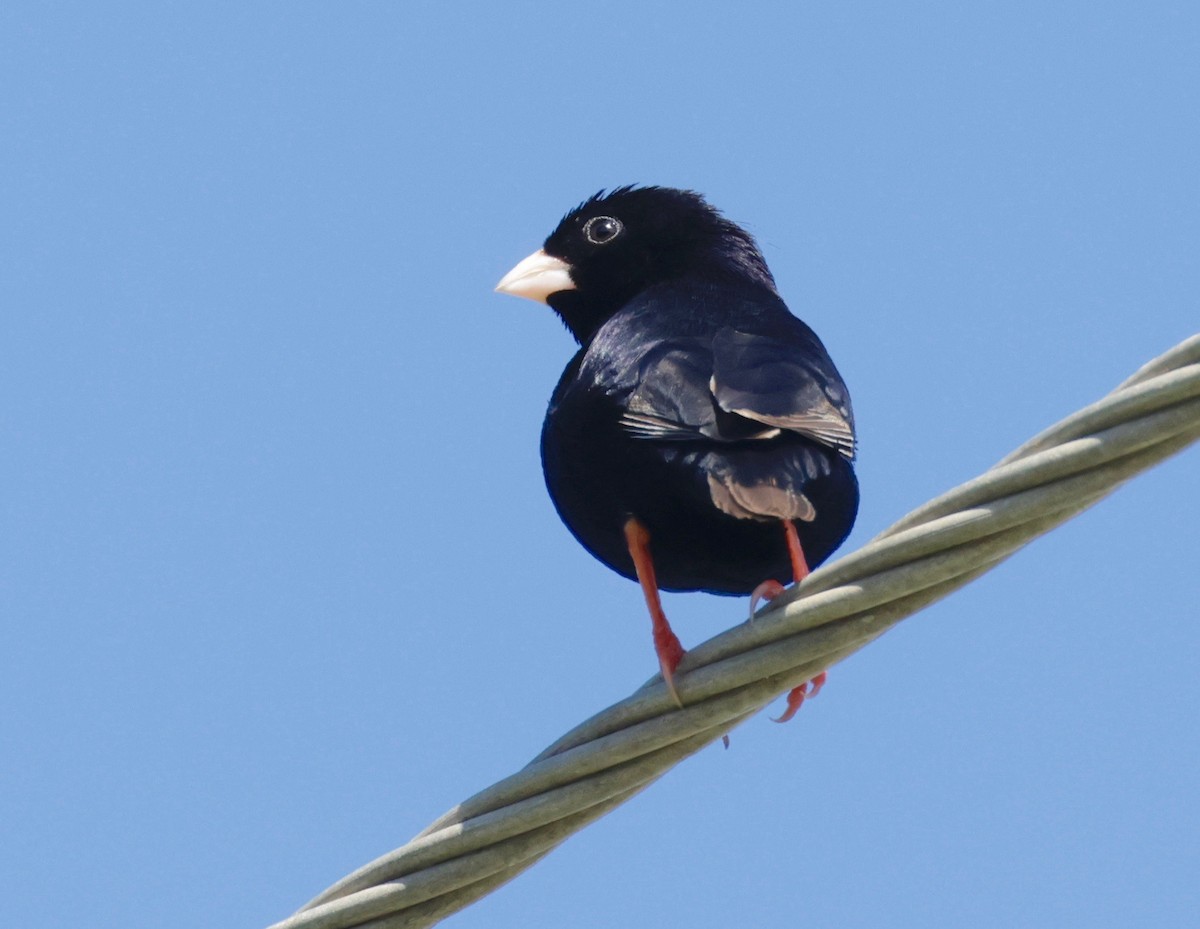 Variable Indigobird - ML522181161