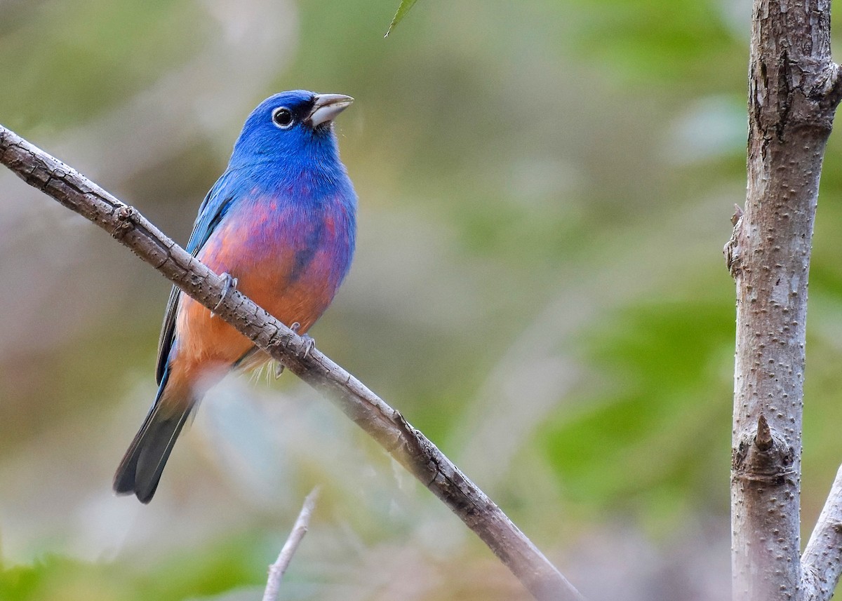 Rose-bellied Bunting - ML522181311