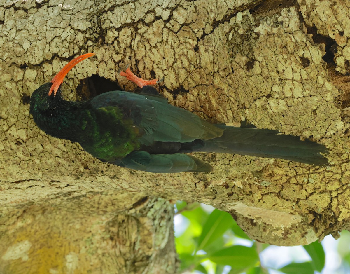 Green Woodhoopoe - ML522181461