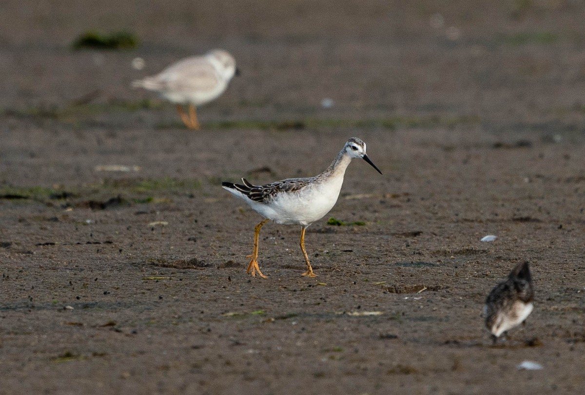 Wilson's Phalarope - ML522181571