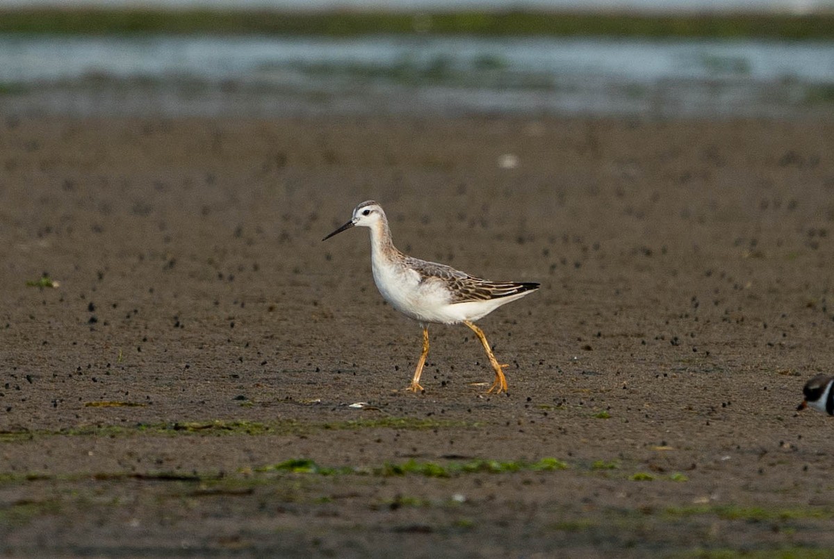 Falaropo Tricolor - ML522181591