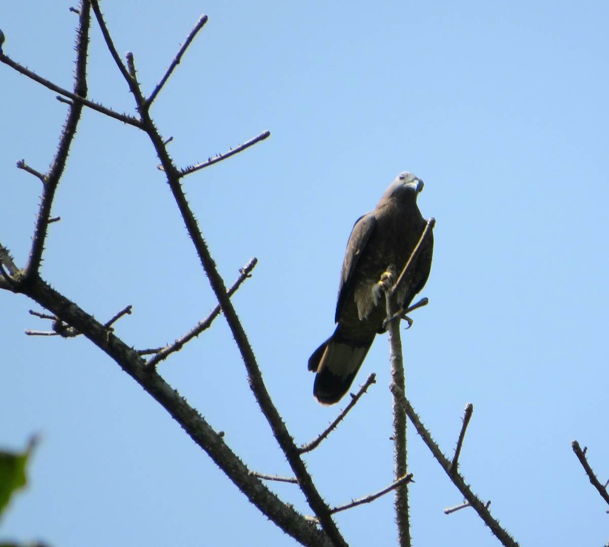 Schopfwespenbussard - ML522183341