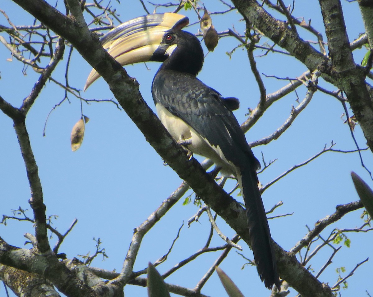 Malabar Pied-Hornbill - ML522183501