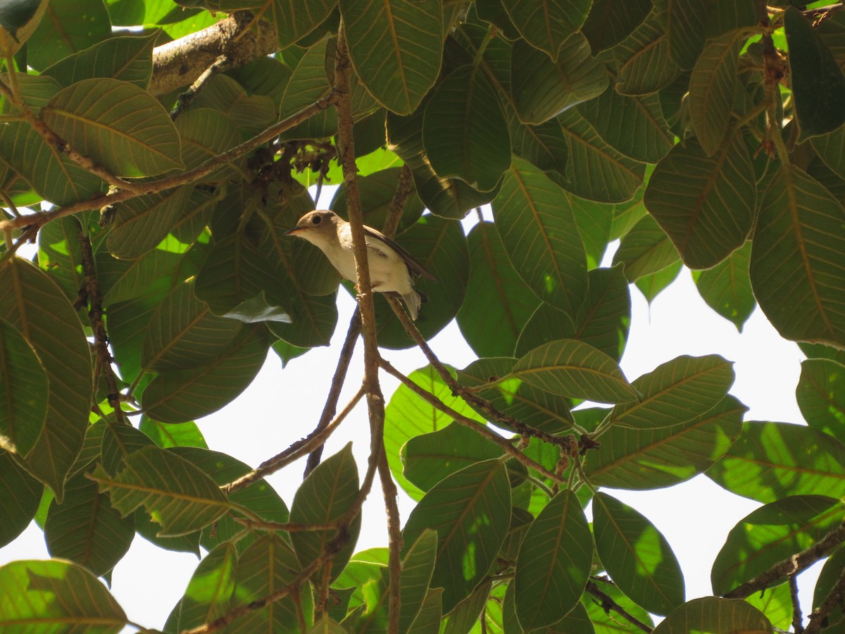 Asian Brown Flycatcher - ML522183611