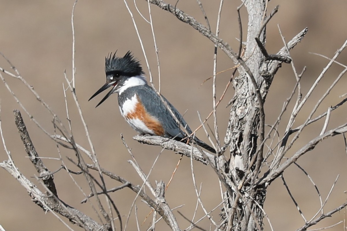 Belted Kingfisher - ML522184071