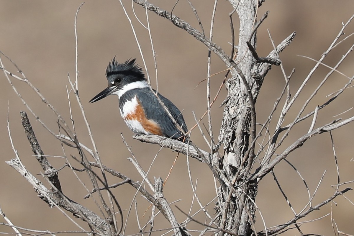 Belted Kingfisher - ML522184081