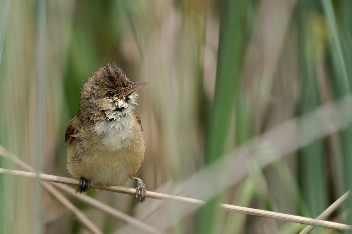 rákosník australský - ML522184801