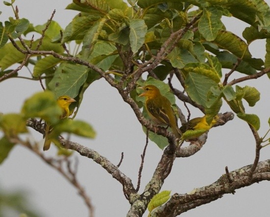 Principe Golden-Weaver - ML522185651