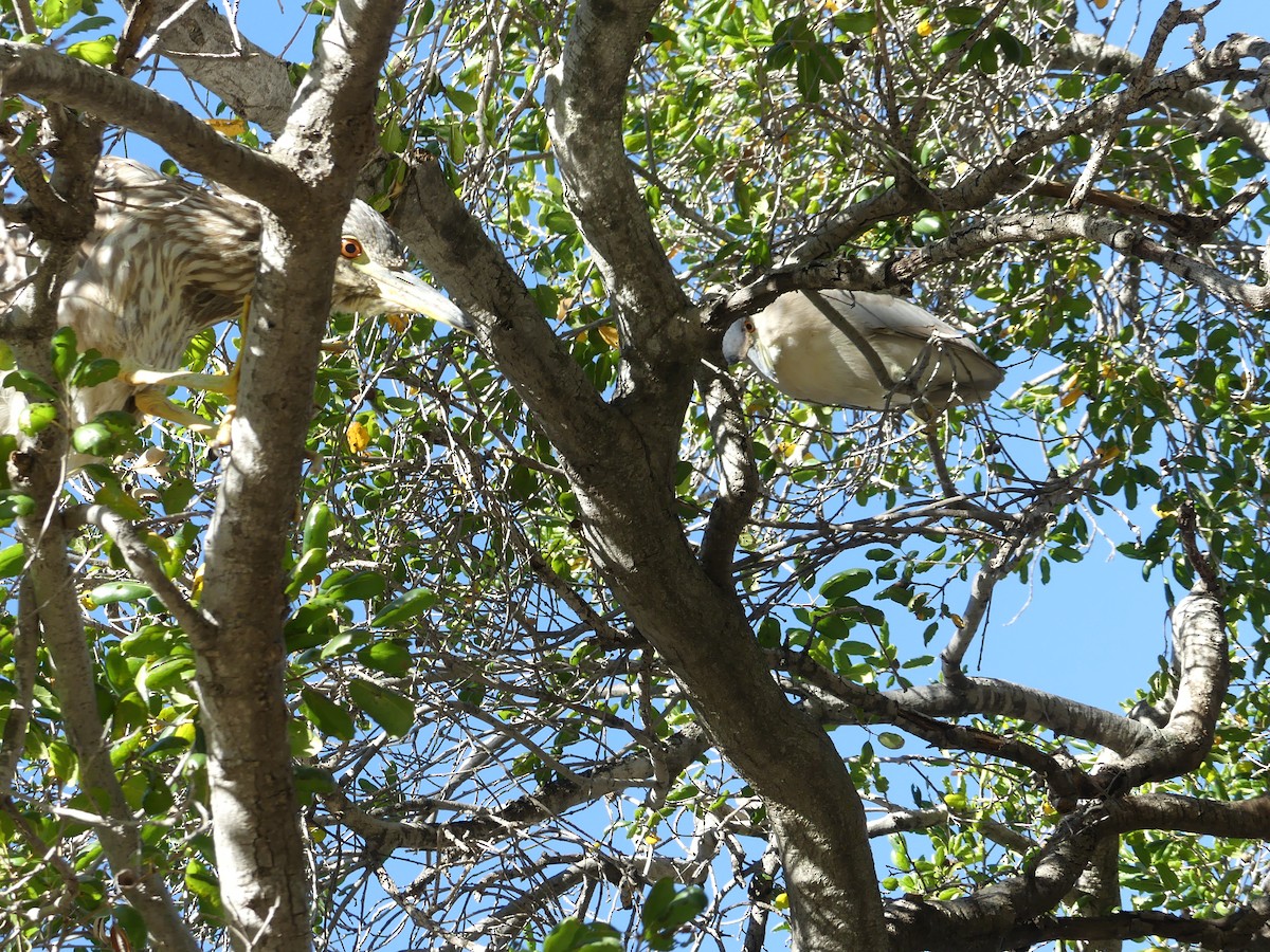 Black-crowned Night Heron - ML522185711